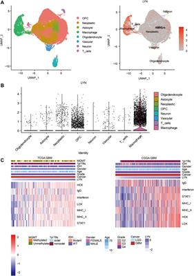 Immune Characteristics of LYN in Tumor Microenvironment of Gliomas